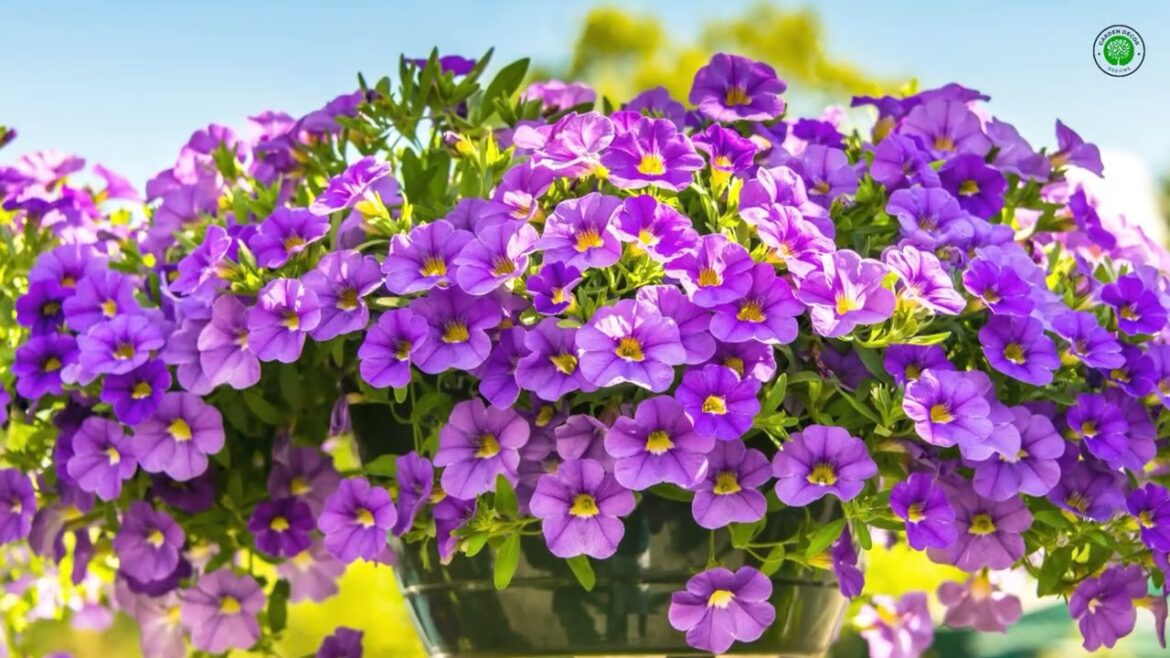 LOW MAINTENANCE ENGLISH GARDEN DESIGNS | STUNNING COTTAGE GARDENS THAT REQUIRE ALMOST ZERO EFFORT
