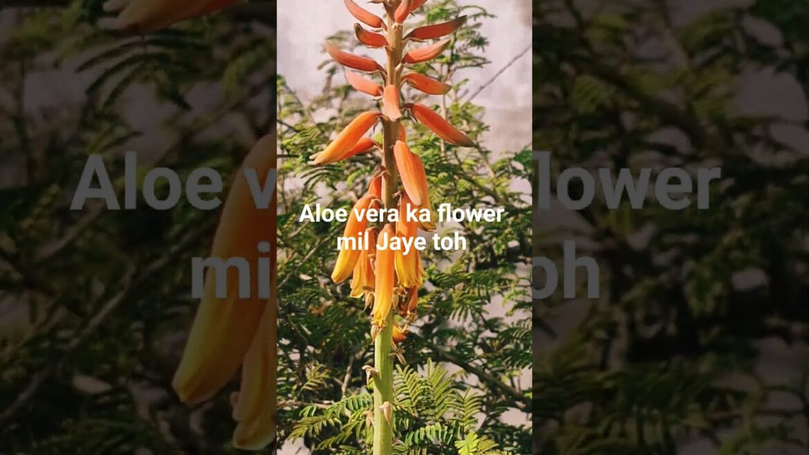 #Shocking amazing #viral aloe vera flower #astrology tips gardendesign #viral vastu labh viral