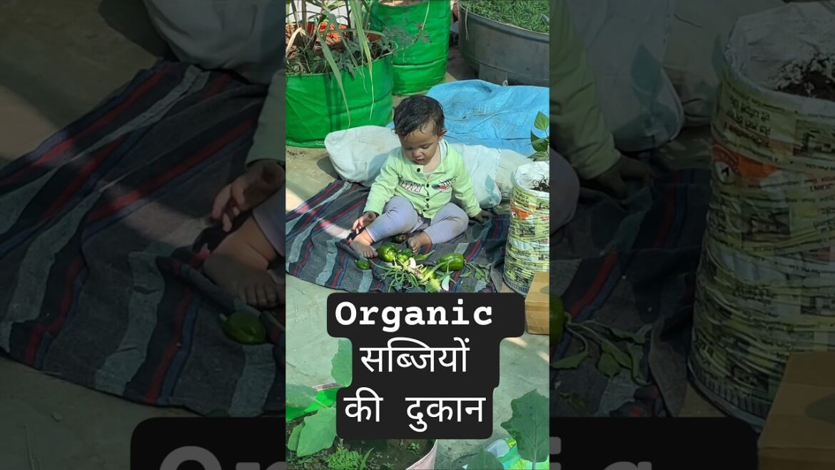 नन्ही सब्जीवाली ने लगा ली आर्गेनिक सब्जियों की दुकान| #harvest #organic #gardening #terracegarden