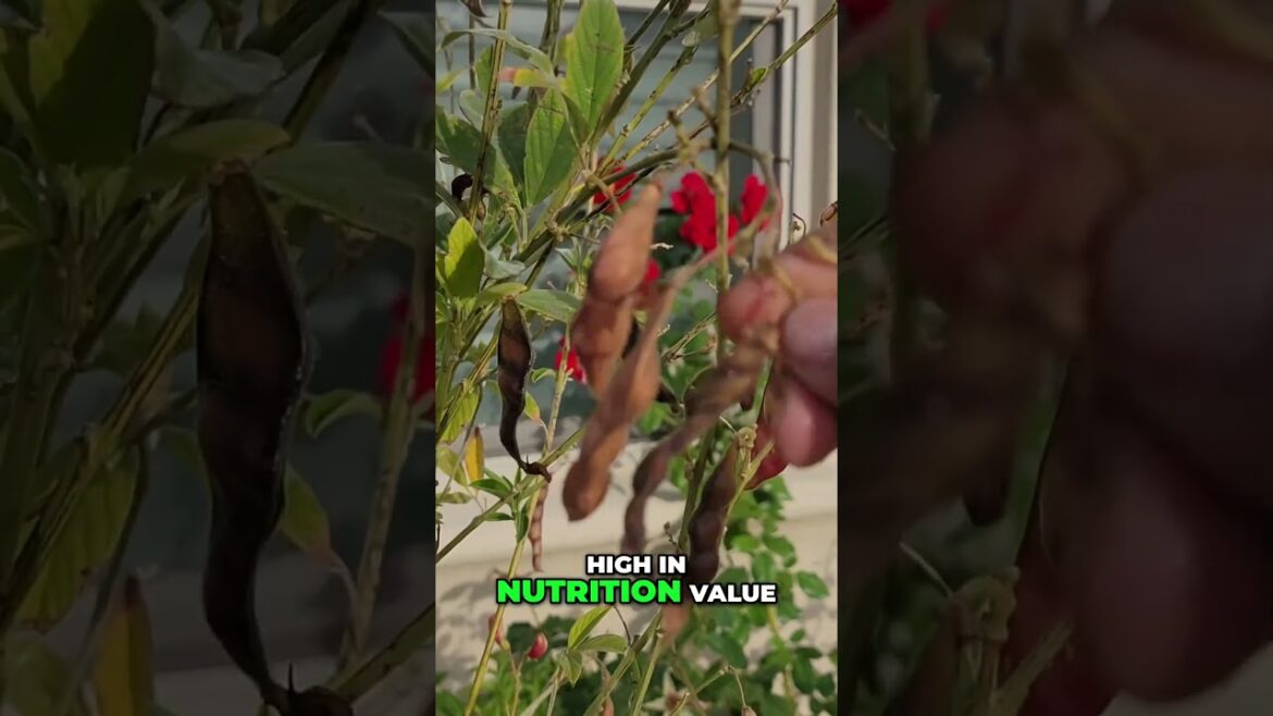 Harvesting Fresh Pigeon Peas: The Nutrient-Rich Source of Lentils! 🌿🍲