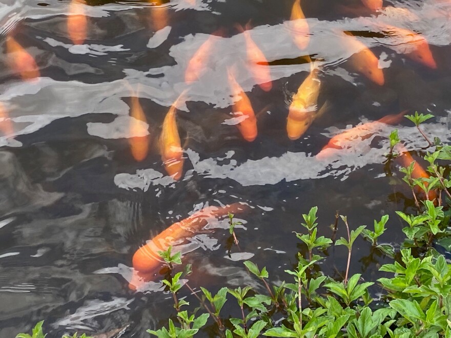 Koi fish seen at Hoʻomaluhia Botanical Garden.