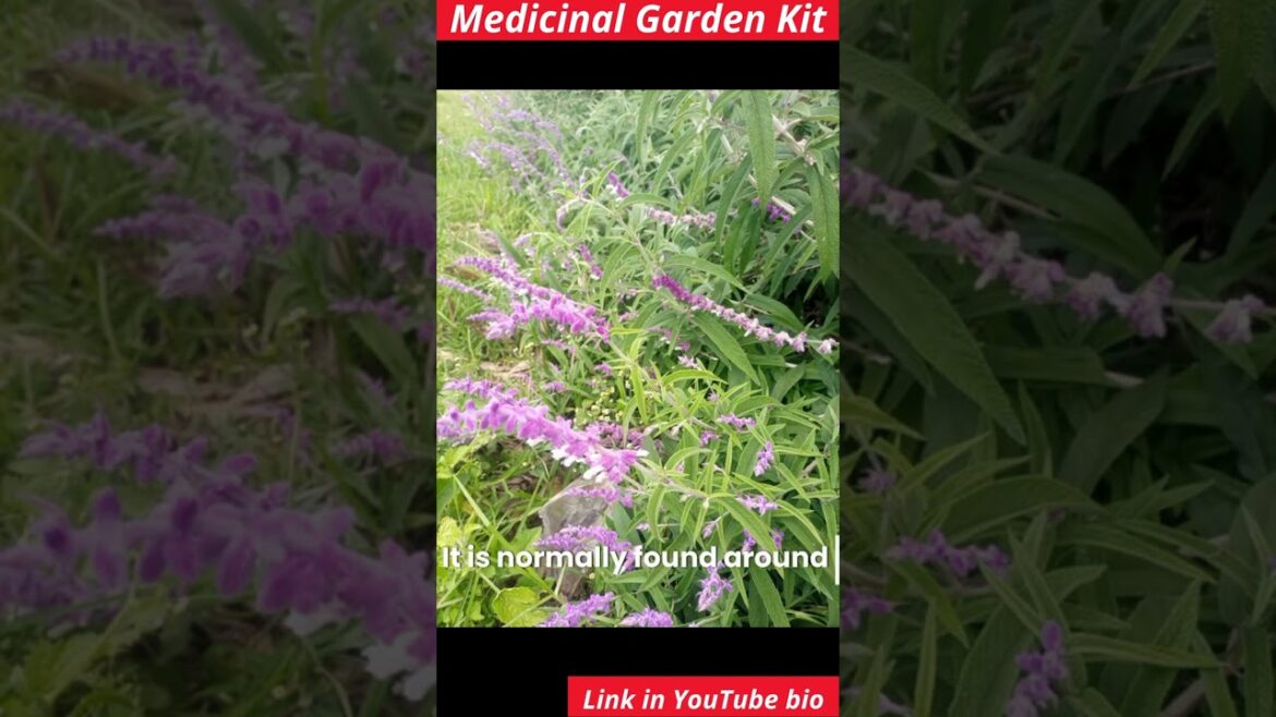 #medicinalgarden #growyourownfood #naturalhealing #herbalmedicine #organic #gardening #garden #facts