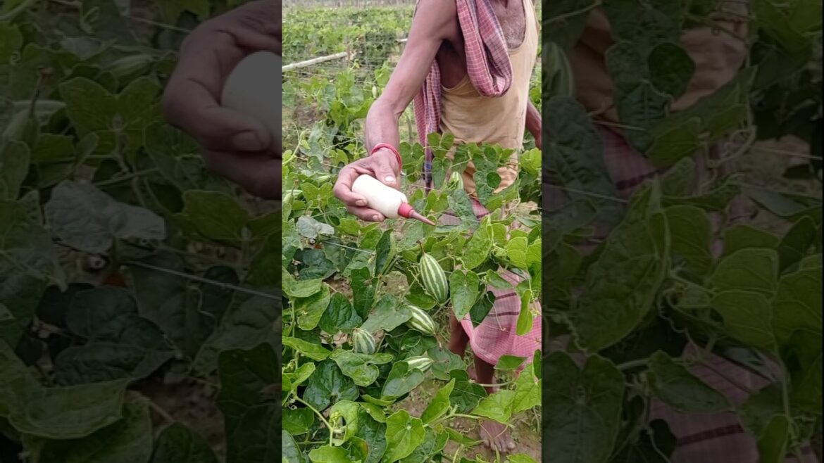 New Pointed Gourd Field? Do This Pollination Trick #shorts