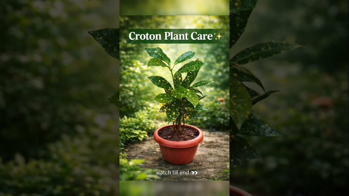 Your Croton needs this πΏπ #trending #viral #garden #plantcare #sheeshasong #haryanvisong Your Croton needs this πΏπ #trending #viral #garden #plantcare #sheeshasong #haryanvisong