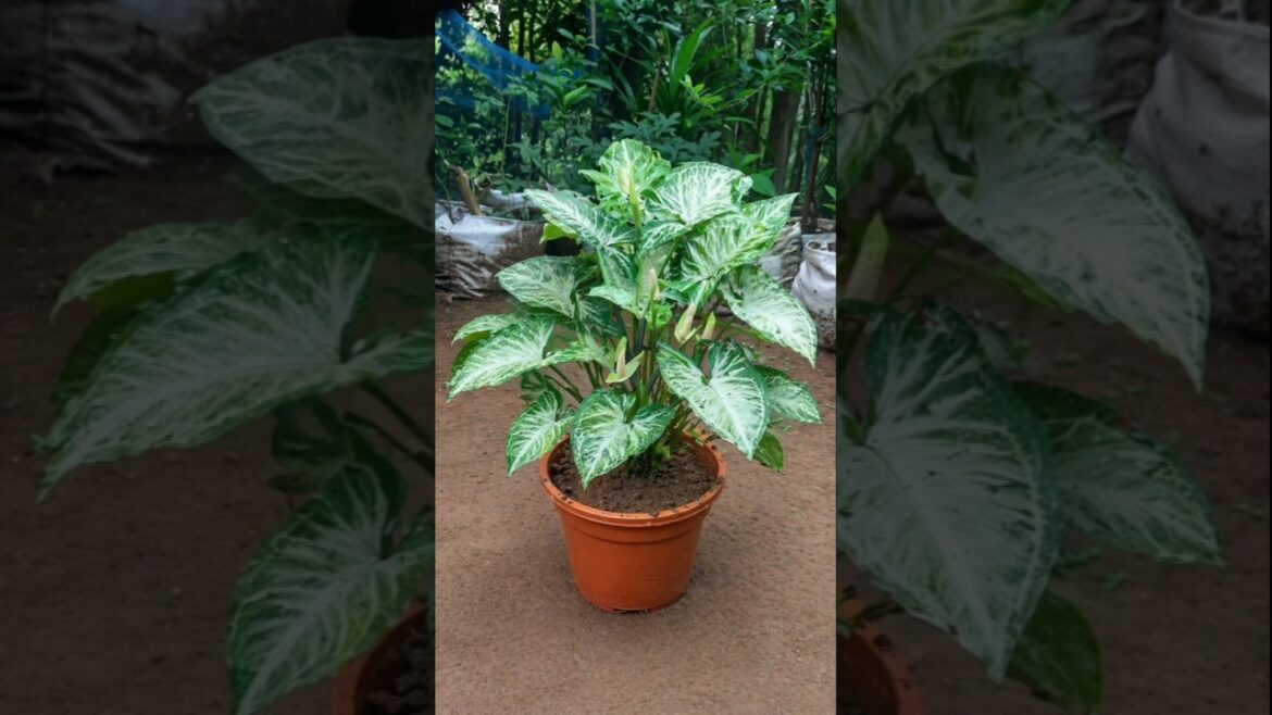 Syngonium Repotting 🌿 Perfect Pot Shape! Syngonium Repotting 🌿 Perfect Pot Shape!