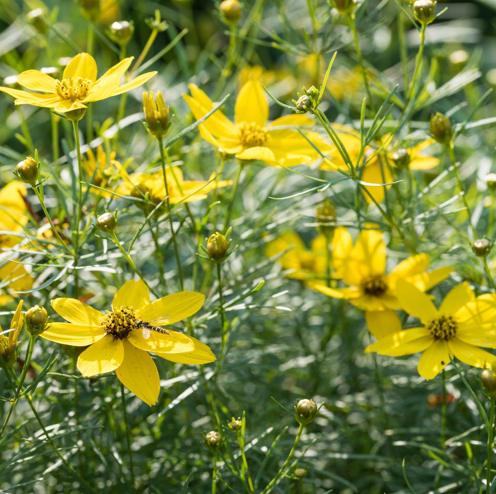 yellow flowers of coreopsis verticillata close up yellow flowers of coreopsis verticillata close up