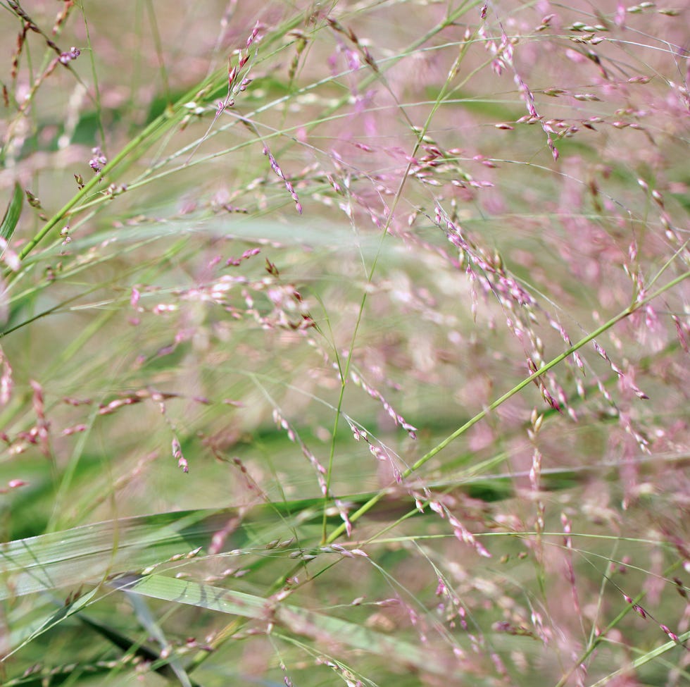 Close up of ornamental grass possibly Panicum Virgatum commonly called Switchgrass Close up of ornamental grass possibly Panicum Virgatum commonly called Switchgrass
