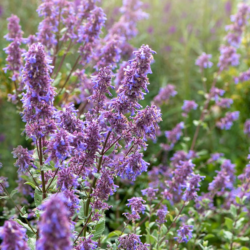 types of flowers catmint types of flowers catmint