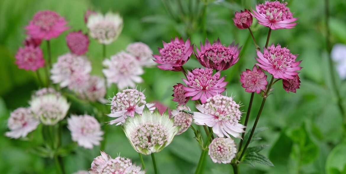 10 Colourful, Low-Maintenance Garden Plants That Are Hard To Kill — Including Hardy Geraniums 10 Colourful, Low-Maintenance Garden Plants That Are Hard To Kill — Including Hardy Geraniums