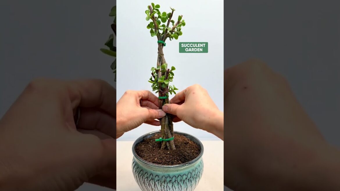 Succulent Art: Creative Styling Ideas to Transform Your Garden