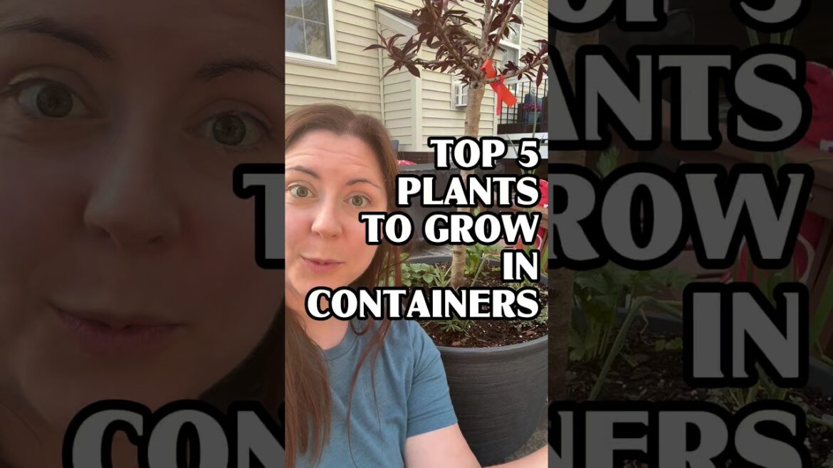Top 5 plants for containers