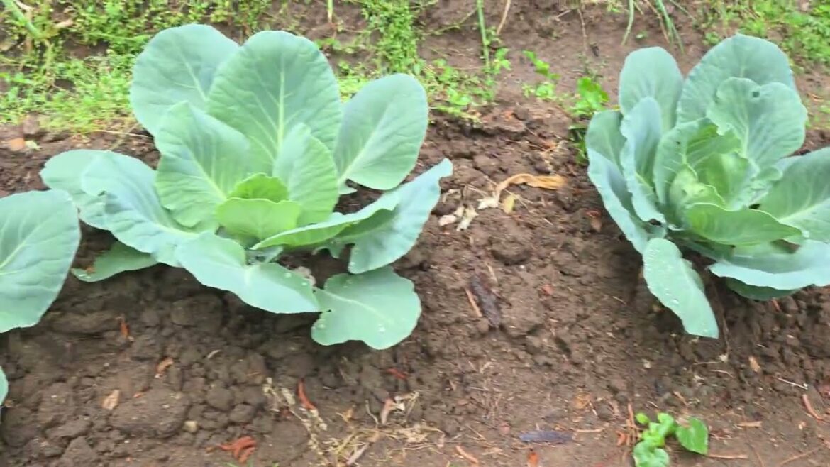 MY GARDEN VS. DROUGHT; THE RESULTS.