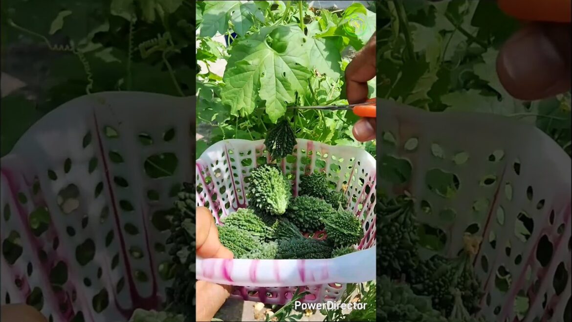 Tips for growing bitter melon at home #shorts #trending #shortvideo #viralvideo Tips for growing bitter melon at home #shorts #trending #shortvideo #viralvideo