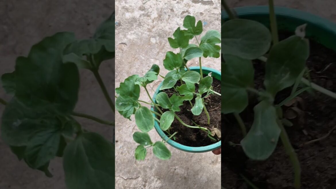 তরমুজ গাছ গুলো আজ বসালাম।🍉#watermelon#ytshortsvideo #plants #gardening #bengalvlog #explorepage