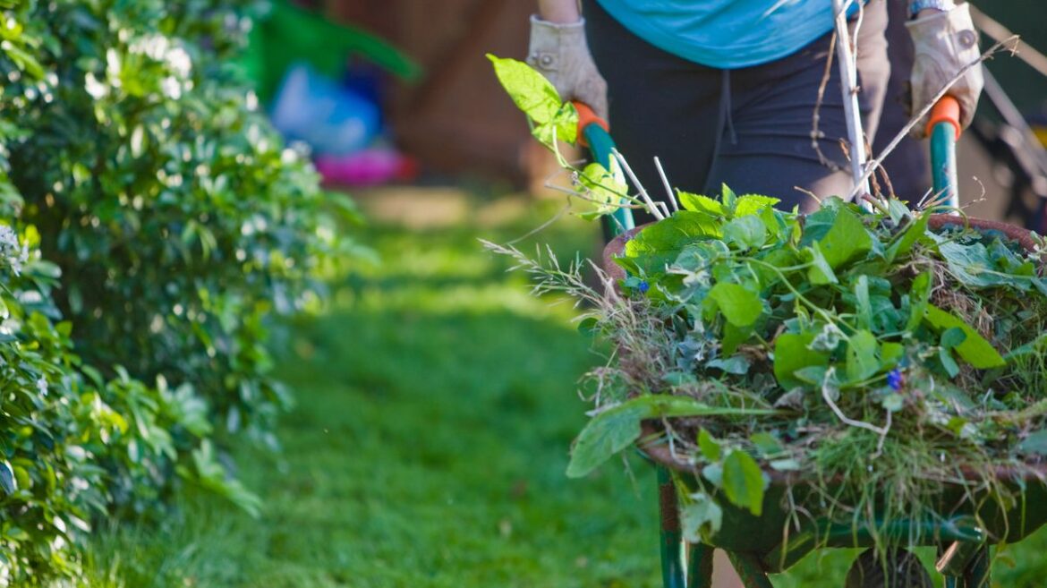 Gardener says ‘don’t throw away weeds’ – they have hidden benefit Liverpool Echo