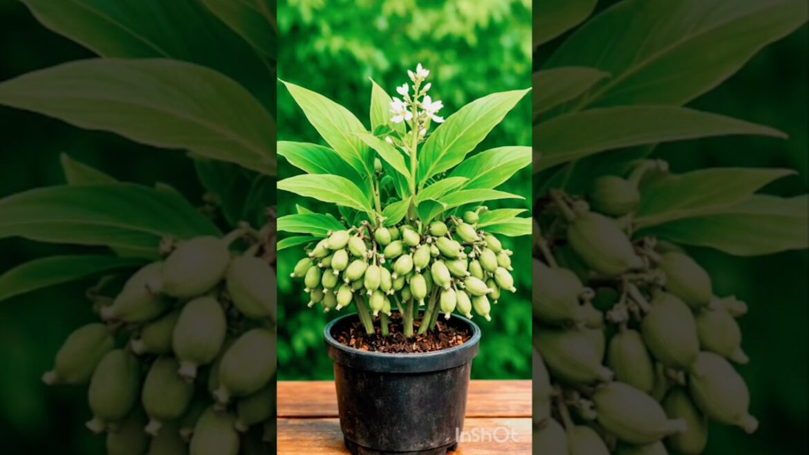 How To Grow Cardamom At Home In A Pot!Tha Secret Method Nobody Tell Yous You!#short#viral#tranding How To Grow Cardamom At Home In A Pot!Tha Secret Method Nobody Tell Yous You!#short#viral#tranding