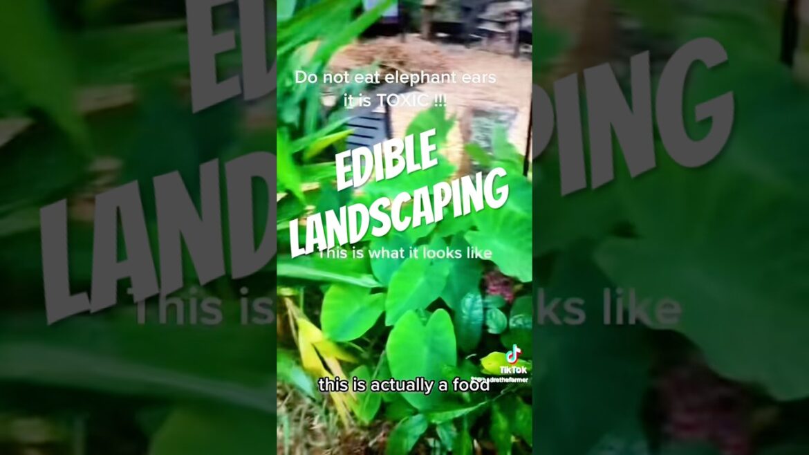 Edible landscaping with malanga #malanga #dasheen #growyourownfood #andrethefarmer #ediblelandscape