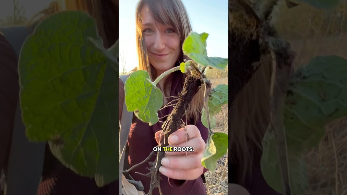 Foraging Burdock (Arctium) Roots! Another way to use this wild edible that's all around! #foraging