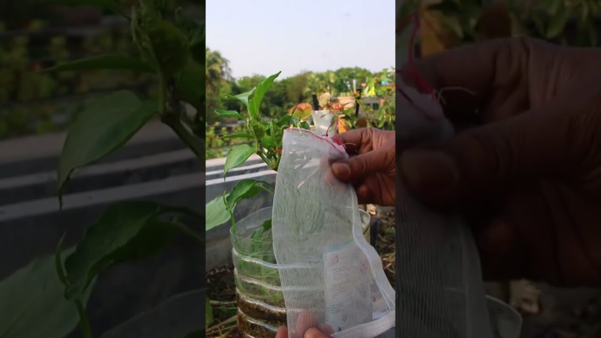 ফ্রুট সেভিং ব্যাগ #tanvirhobbies #gardening #ছাদবাগান