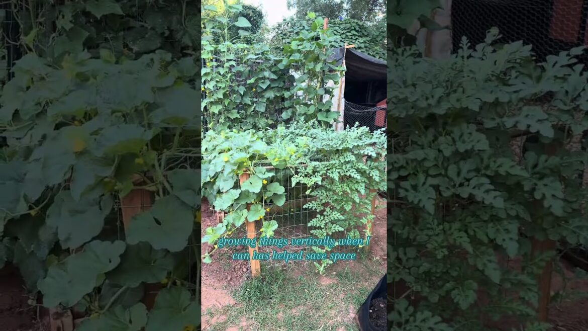 3 Simple Gardening Tips That Actually Work 🌱