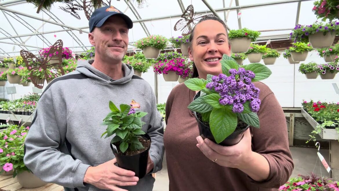 This Flower Smells AMAZING and the POLLINATORS Love it! Heliotrope Care + Why You Need It This Flower Smells AMAZING and the POLLINATORS Love it! Heliotrope Care + Why You Need It