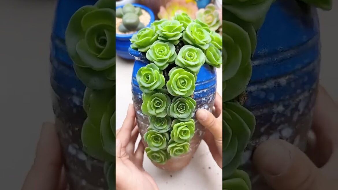 Stunning Succulent Decoration Ideas for Your Home ✨ Stunning Succulent Decoration Ideas for Your Home ✨
