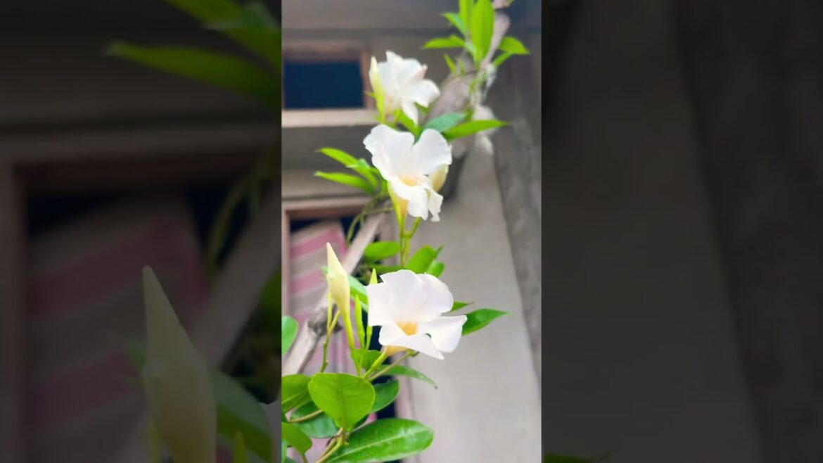 mandevilla plant care tips #gardening #garden #subscribe #plants #nature #flowergarden #gardentips