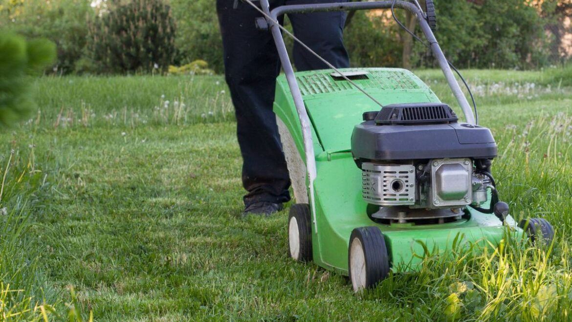 Lawns will be tougher and grow more resilient grass if gardeners avoid mowing this weekend Devon Live