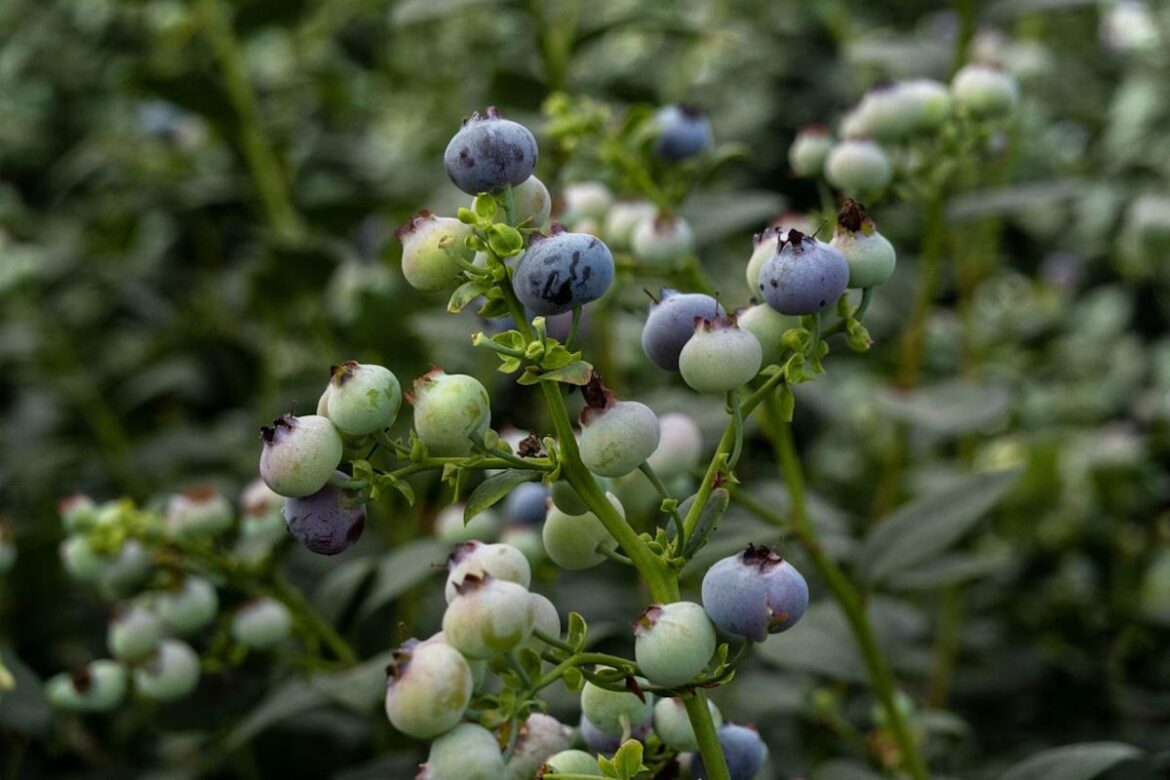 12 Best Companion Plants For Blueberries To Boost Your Harvest (Plus What To Avoid) 12 Best Companion Plants For Blueberries To Boost Your Harvest (Plus What To Avoid)
