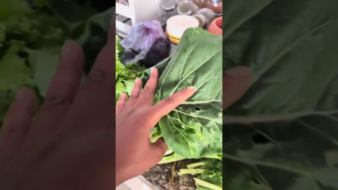 Small harvest from my backyard garden #gardening #backyardgardening #vegetables