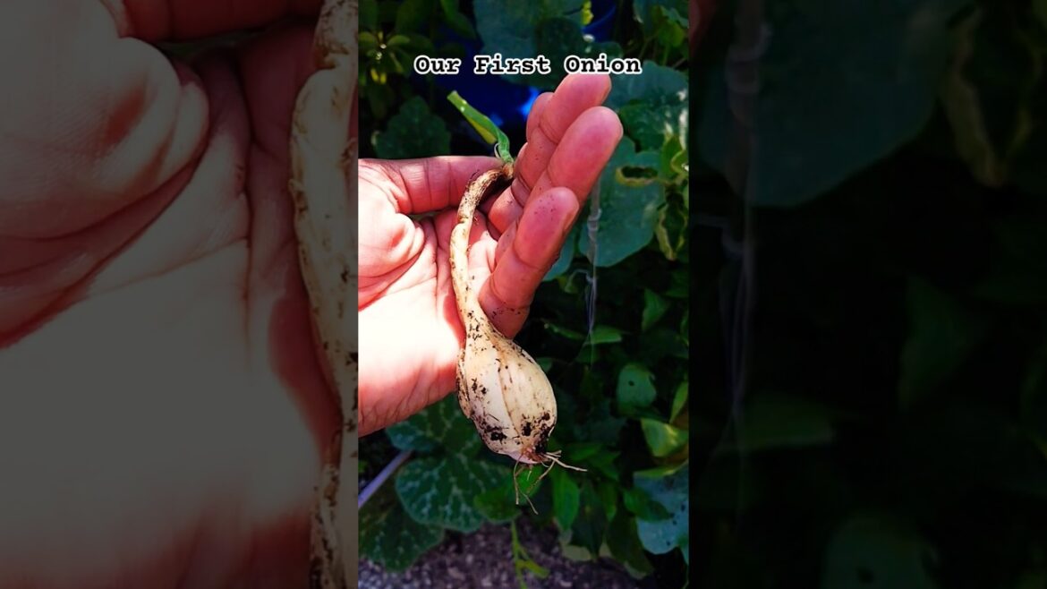 #shortsvideo 🇯🇲 Our First Onion #gardening#growingfood#garden #containergardening #growingplants
