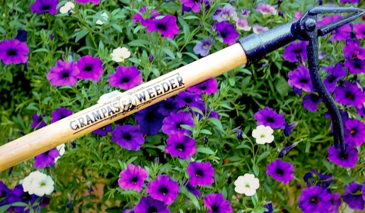 This clever weeder ‘saves your back’ — get it for a rare $36 for a few hours This clever weeder 'saves your back' — get it for a rare $36 for a few hours