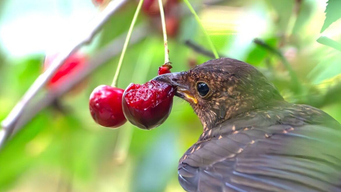 Add 1 thing to fruit trees and berry bushes in garden to keep birds from eating it Devon Live