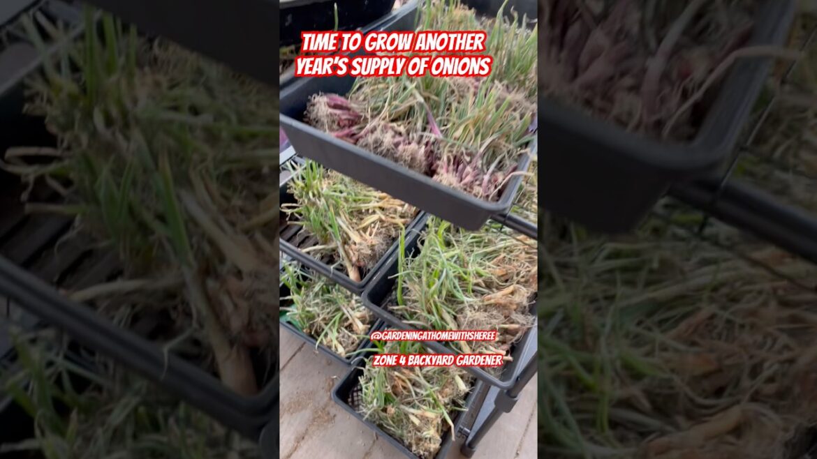 Grow A Year’s Supply of Onions - How to Garden in Zone 4 - Cold Climate Gardening #foodsecurity