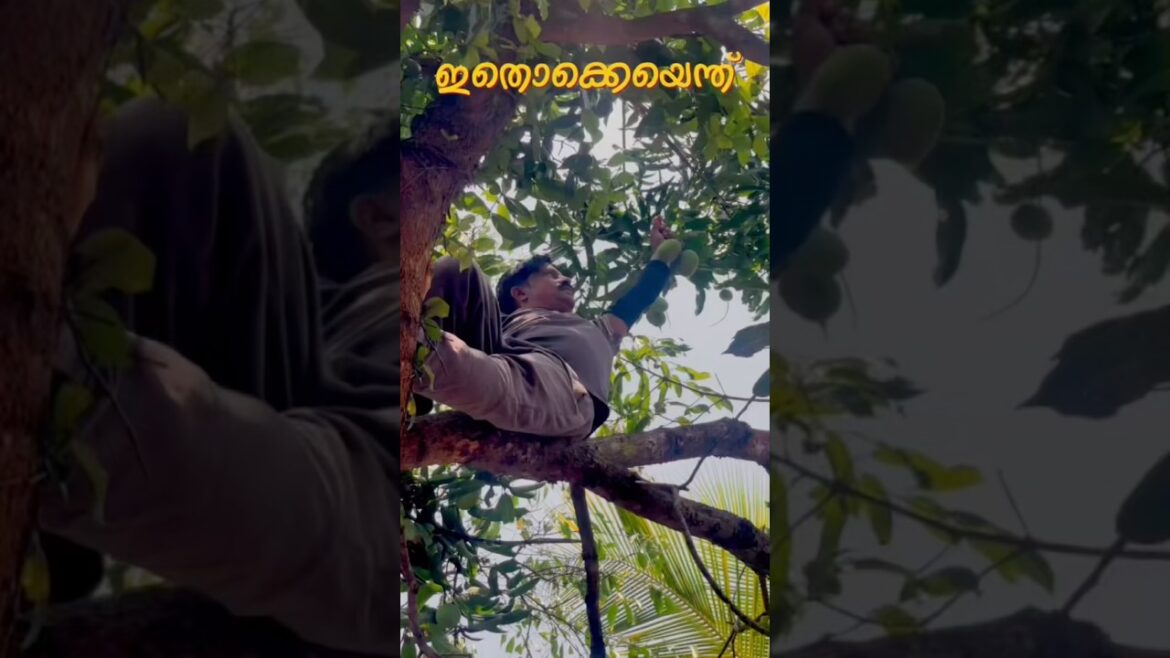 ഇതൊക്കെയെന്ത് 😌നിസ്സാരം 😂#shorts #viral #youtubeshorts #funny #familyfun #tanimalayali #yt