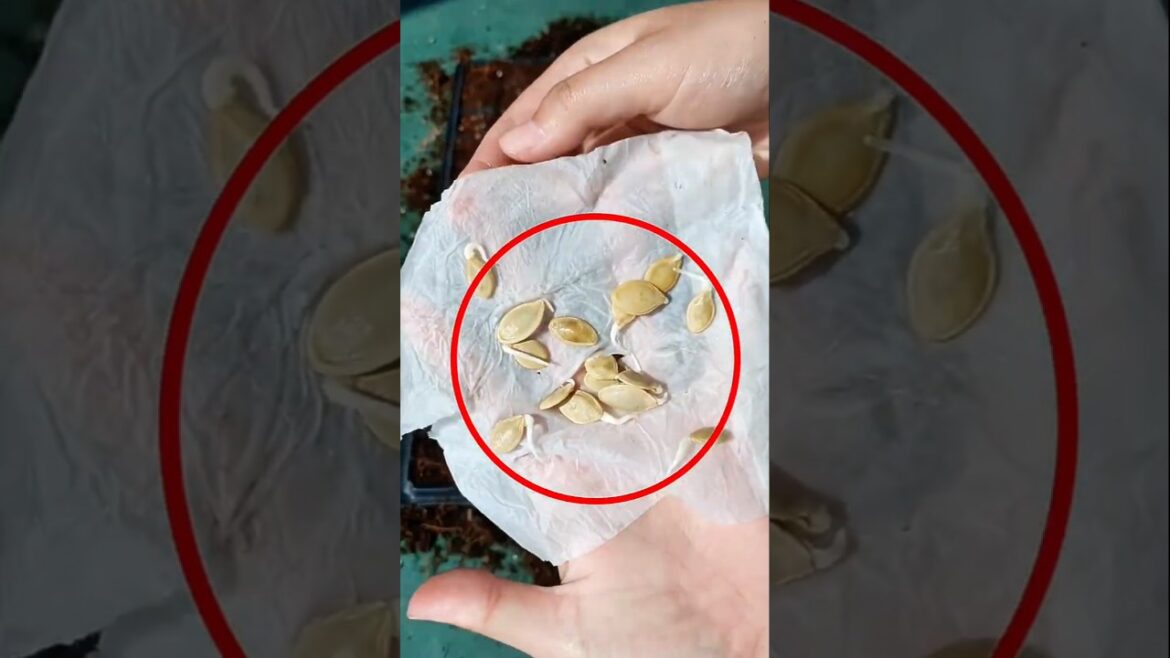 Zucchini Seed Trick That Sprouts in 2 Days #farming #gardening #tips Zucchini Seed Trick That Sprouts in 2 Days #farming #gardening #tips