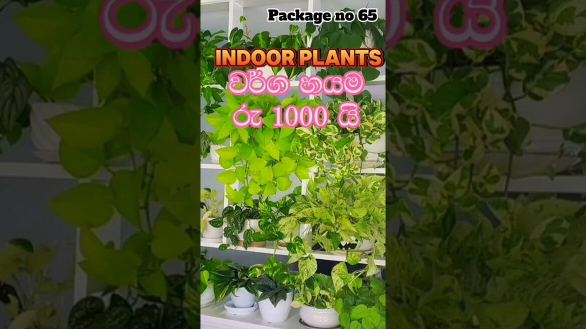 වාසි මිලට indoor plants ✨ 🔥 #plants #indoorplants #shorts වාසි මිලට indoor plants ✨ 🔥 #plants #indoorplants #shorts