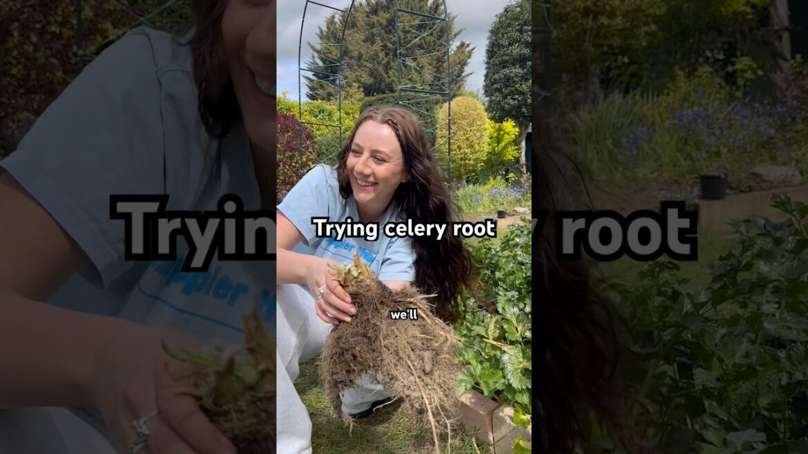 Trying celery root for the first time! #garden #gardening #celery