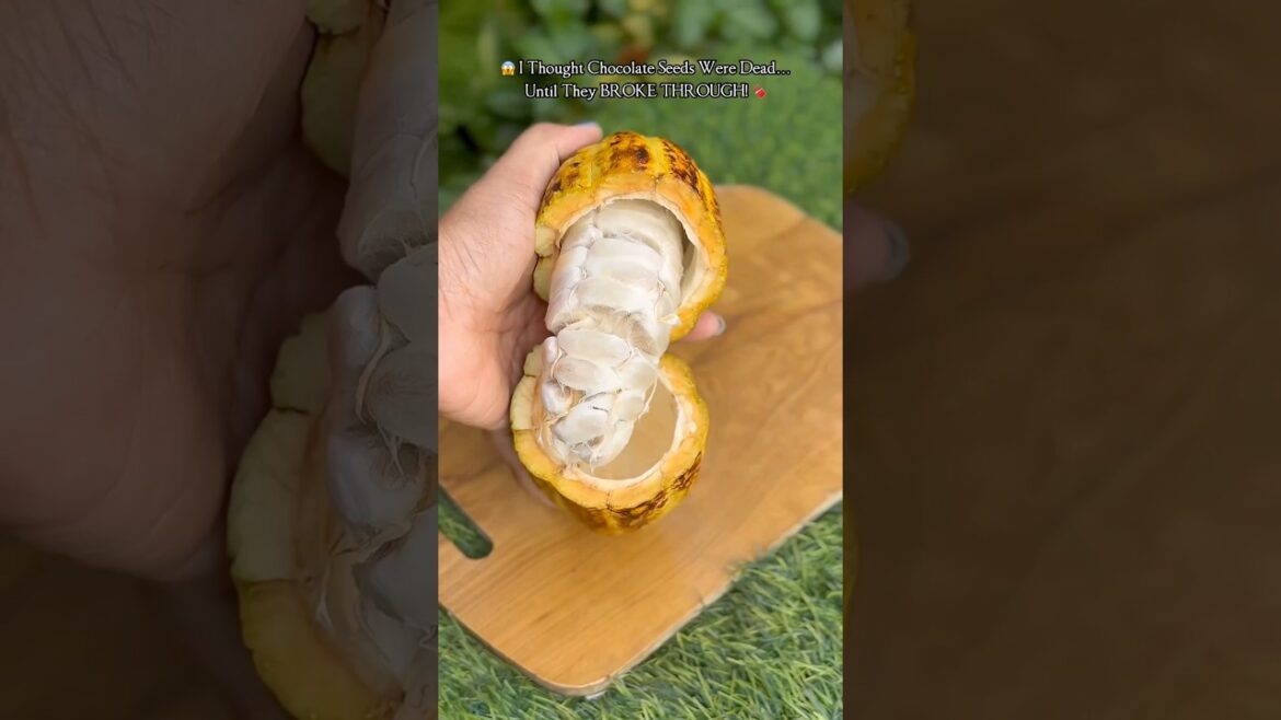 🍫I Thought Chocolate Seeds Were Dead… 😱 Until THIS Happened! 🍫I Thought Chocolate Seeds Were Dead… 😱 Until THIS Happened!