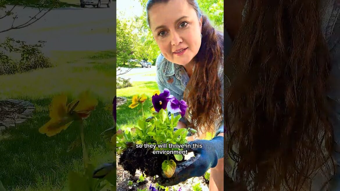 SHADY  #growingindependence #garden #shorts #pansies #flowers #frontyard #howtoplant #gardentips