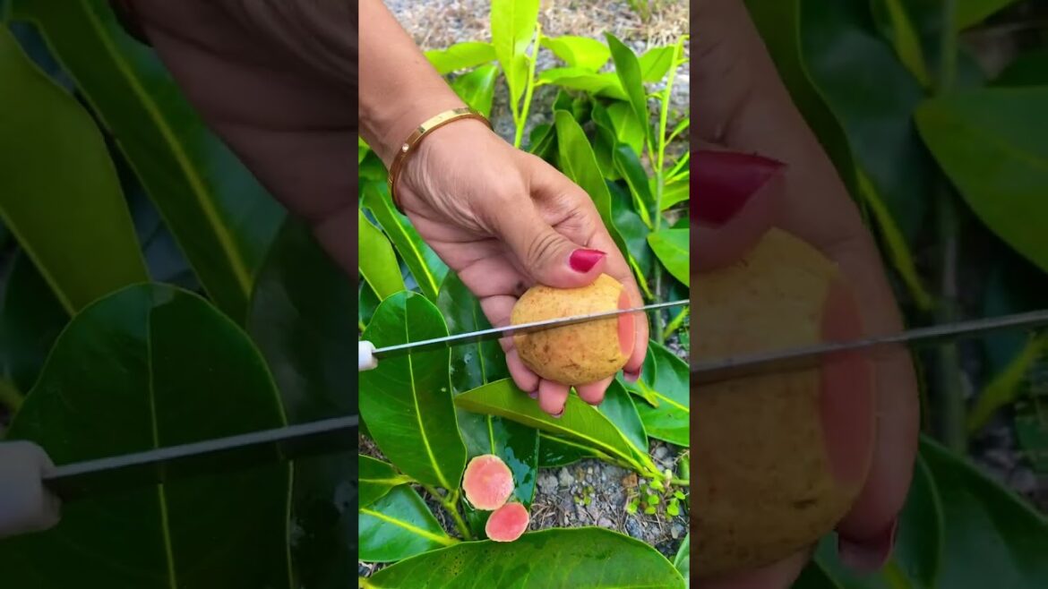 Red Guava Fruit #redguava Red Guava Fruit #redguava