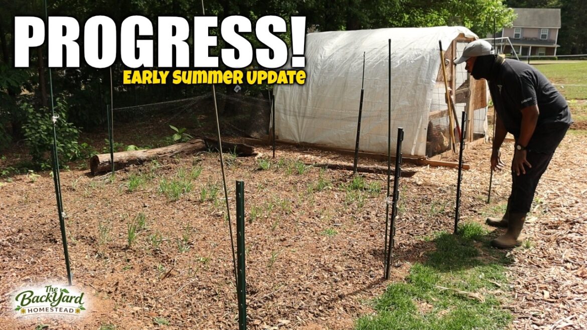 Early Summer Homestead Update | Chickens, Garden Progress & Big Plans Early Summer Homestead Update | Chickens, Garden Progress & Big Plans