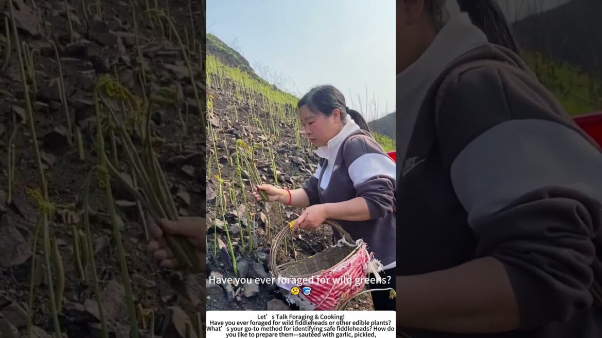 Foraging Wild Fiddleheads – Harvesting Spring Greens in the Meadow! 🌿🧺