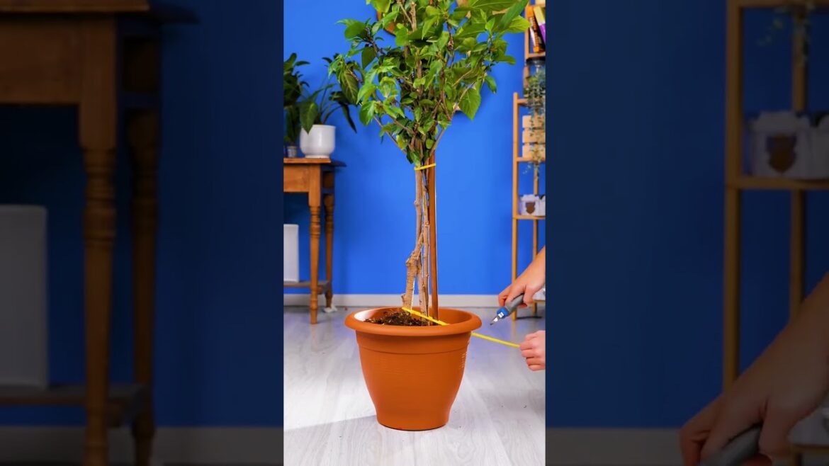 Smart Gardening Hacks You Should Try 🌱 (Easy & Useful Tips) Smart Gardening Hacks You Should Try 🌱 (Easy & Useful Tips)