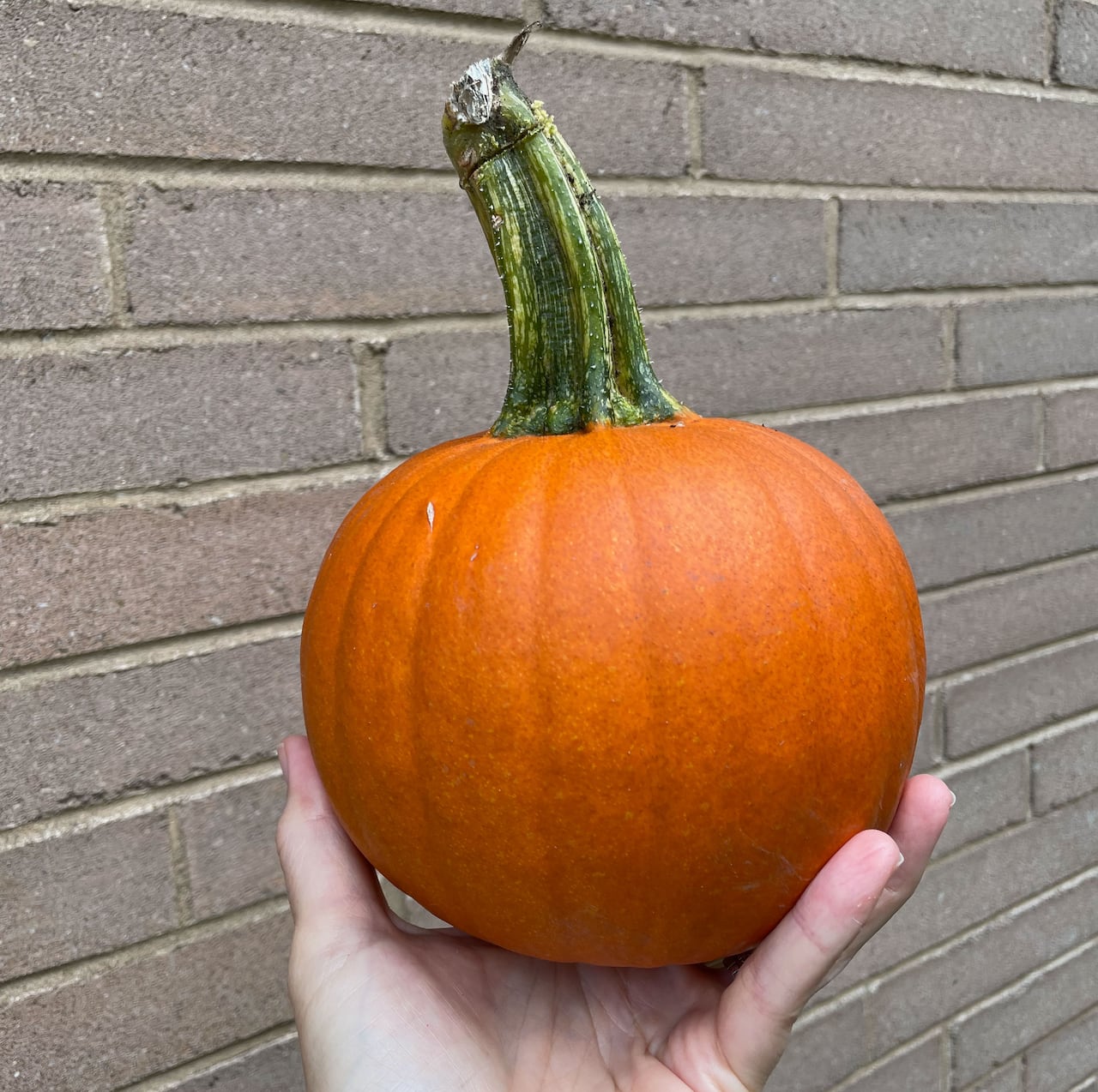 A hand holds a mini pumpkin in front of a brick wall.