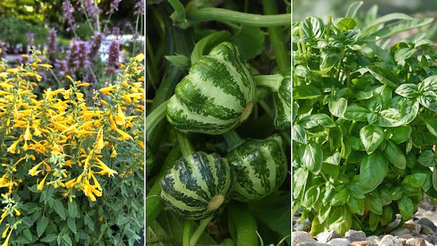 What to plant in 2026: Pollinator-friendly blooms and vegetables that will help you save on your produce bill What to plant in 2026: Pollinator-friendly blooms and vegetables that will help you save on your produce bill