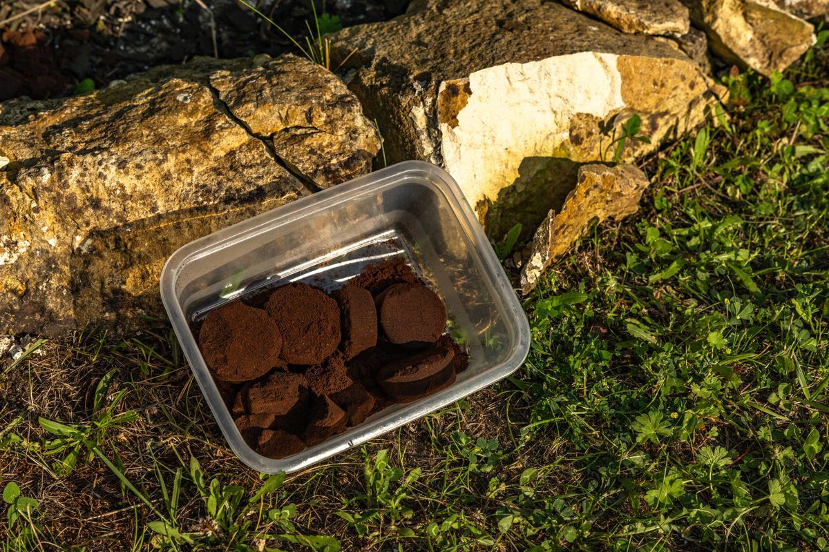 A clear plastic container filled with small, dark-colored objects is placed on a grassy area adjacent to a rough, stone surface.
