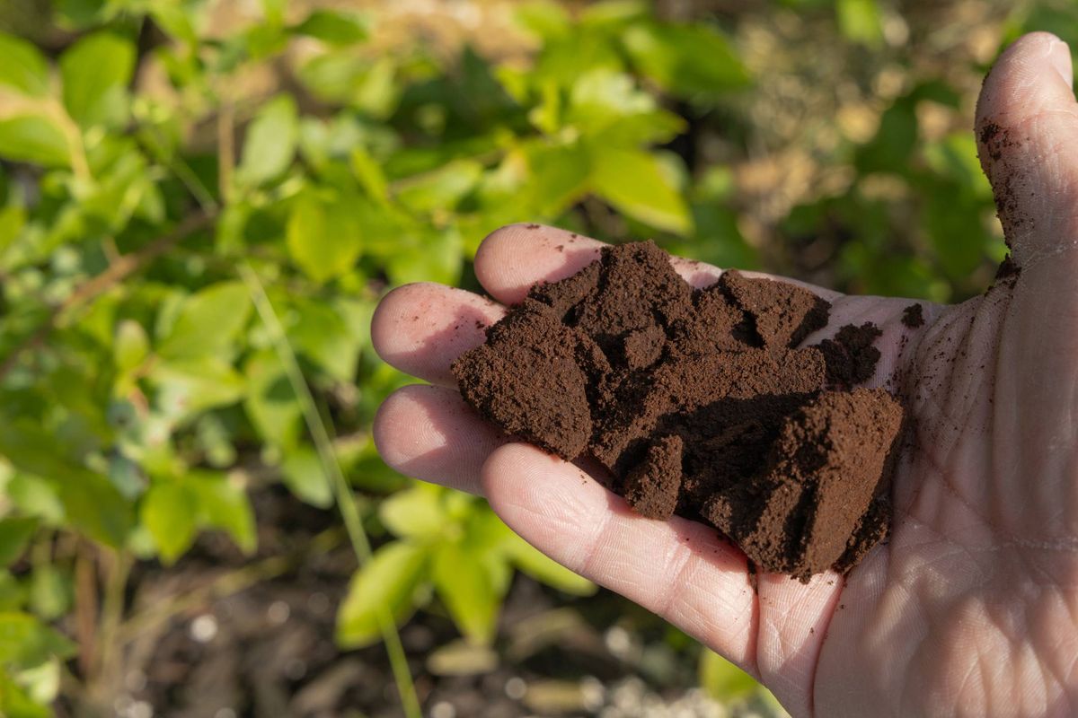 An individual's hand holds a small quantity of dark brown organic material, likely compost, against a backdrop of green foliage.