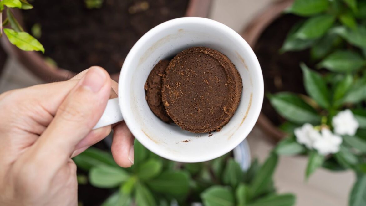 Households urged to sprinkle 1 common food scrap in gardens this April Liverpool Echo