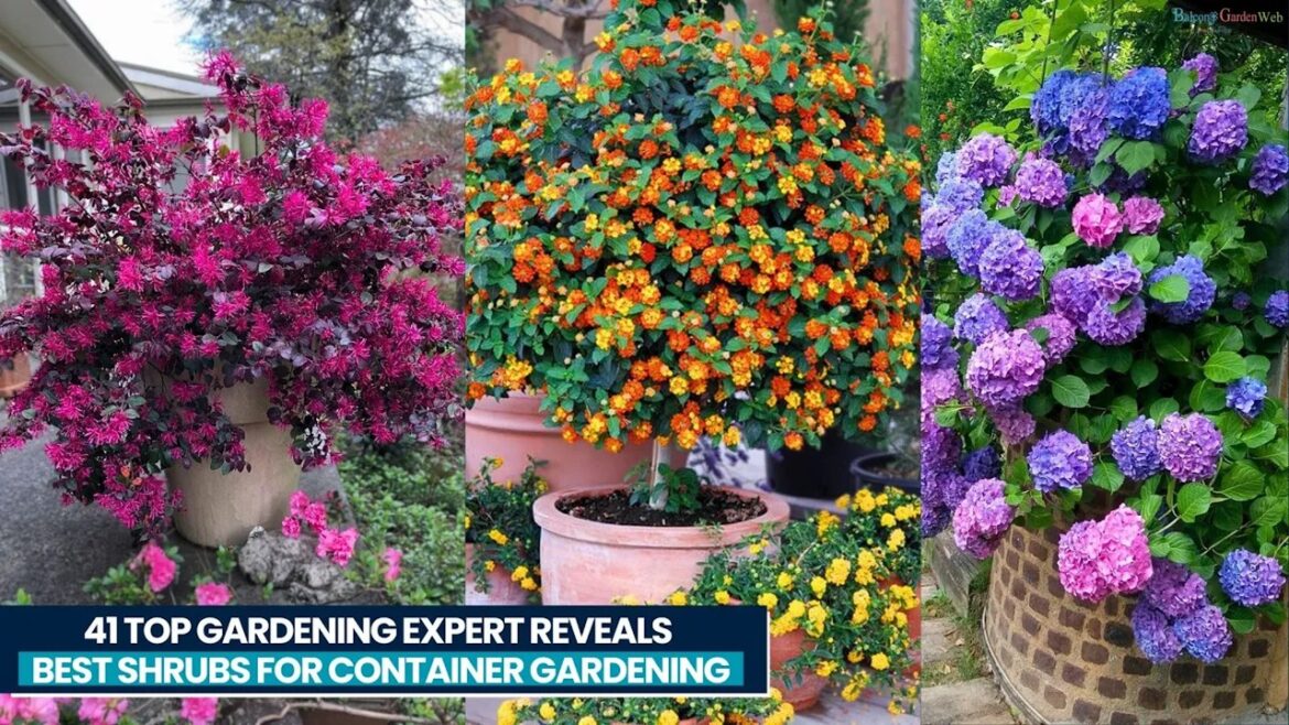 41 Best Shrubs for Containers | Best Container Gardening Plants 41 Best Shrubs for Containers | Best Container Gardening Plants